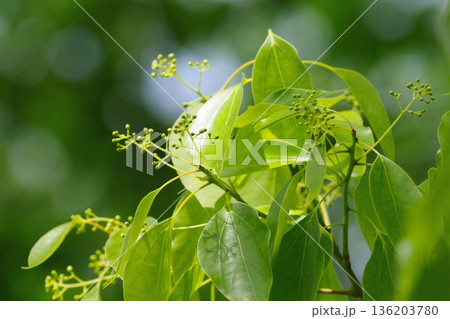 クスノキの花の蕾 クスノキの花の蕾 136203780