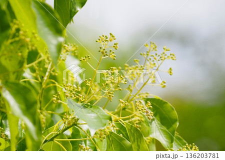 クスノキの花の蕾 136203781