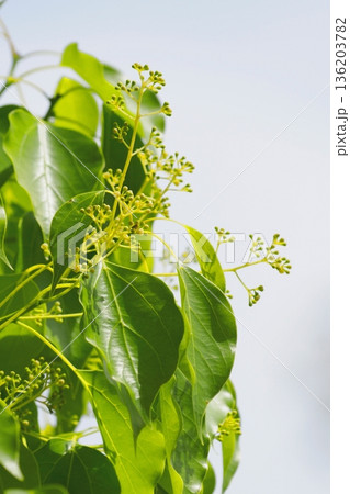 クスノキの花の蕾 136203782