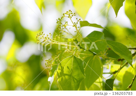 クスノキの花の蕾 136203783
