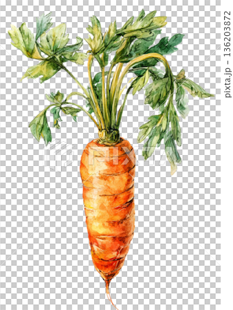 carrot 136203872
