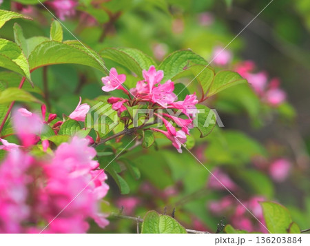 紅色のタニウツギ の花 136203884