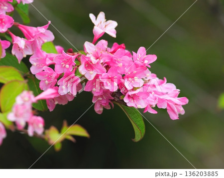 紅色のタニウツギ の花 136203885