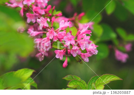 紅色のタニウツギ の花 紅色のタニウツギ の花 136203887