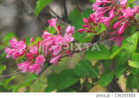 紅色のタニウツギ の花 紅色のタニウツギ の花 136203888
