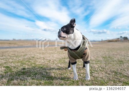 ボストン・テリア 136204037