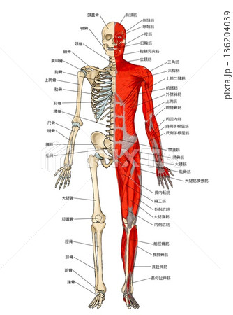 骨格と筋肉ハーフ＆ハーフ（前面） 136204039