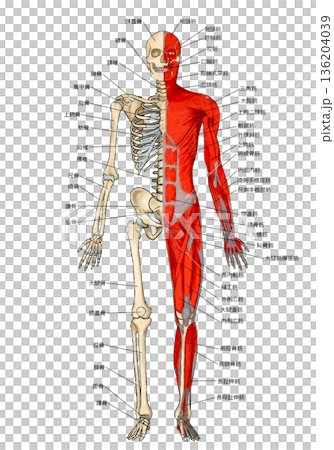 骨格と筋肉ハーフ＆ハーフ（前面） 136204039