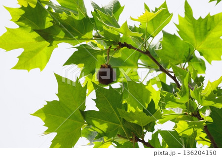 スズカケノキ（プラタナス）の果実 136204150