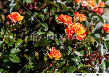 Beautiful roses on flower bed in a garden Beautiful roses on flower bed in a garden 136204169