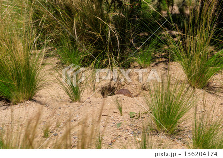 European ground squirrel (Spermophilus citellus), also known as the European souslik European ground squirrel (Spermophilus citellus), also known as the European souslik 136204174