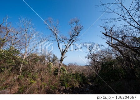 天城山、登山、静岡県 136204667