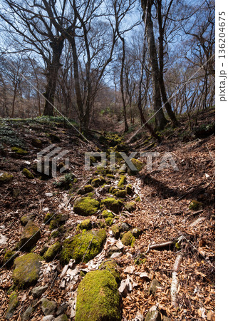 天城山、登山、静岡県 136204675