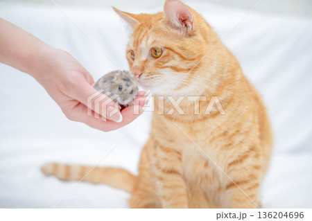 Ginger cat playing with a small hamster 136204696