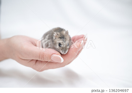 Little hamster in the girl's hand 136204697