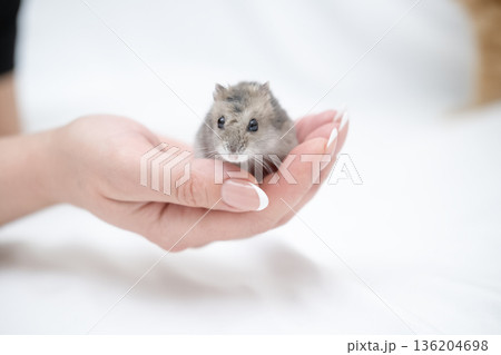 Little hamster in the girl's hand 136204698
