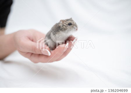 Little hamster in the girl's hand 136204699