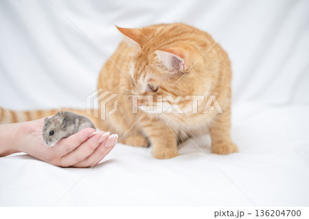 Ginger cat playing with a small hamster Ginger cat playing with a small hamster 136204700