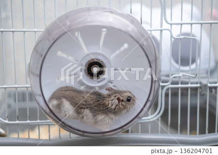 Little hamster running in a wheel Little hamster running in a wheel 136204701