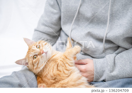 Ginger cat licks on the guy's lap Ginger cat licks on the guy's lap 136204709