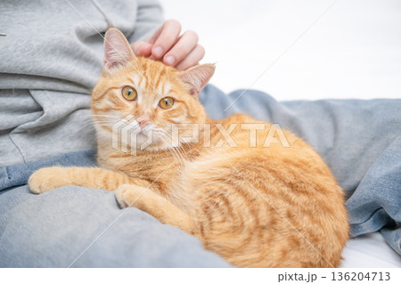 Ginger cat licks on the guy's lap Ginger cat licks on the guy's lap 136204713