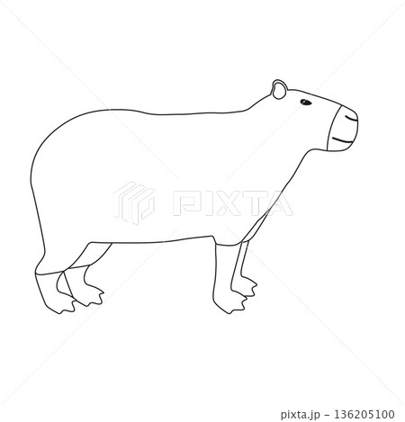 Vector flat hand drawn capybara 136205100