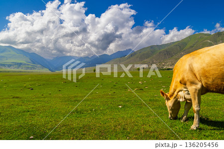 Cow grazing on grassland with mountains and clouds in Kyrgyzstan Cow grazing on grassland with mountains and clouds in Kyrgyzstan 136205456