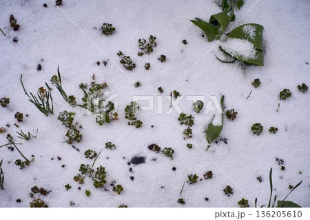 Young green grass on a lawn covered in unexpected snow 136205610