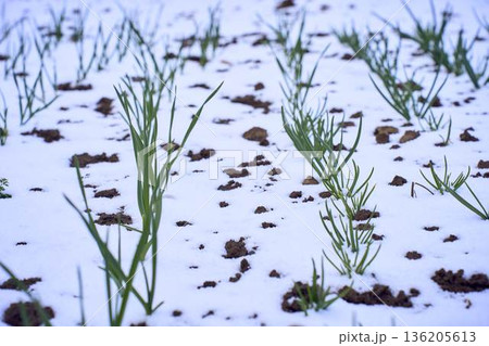 Green Onions Growing in Garden Covered with Unexpected April Snow Freeze 136205613