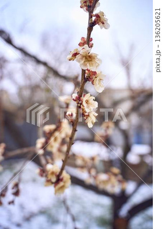Frozen apricot blossom damaged by climate change frost Frozen apricot blossom damaged by climate change frost 136205621