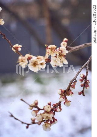 Frozen apricot blossom damaged by climate change frost 136205622