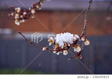 Frozen apricot blossom damaged by climate change frost Frozen apricot blossom damaged by climate change frost 136205625