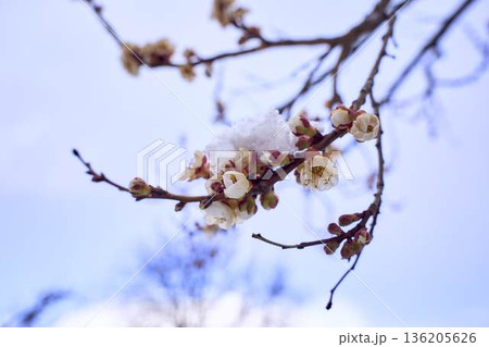 Frozen apricot blossom damaged by climate change frost 136205626
