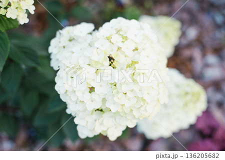Panicle hydrangea Framboisine with soft white flowers starting to bloom Panicle hydrangea Framboisine with soft white flowers starting to bloom 136205682