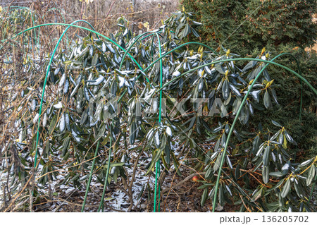 Winter Protection for Garden, winter shelter for garden plants, shelter rhododendrons Winter Protection for Garden, winter shelter for garden plants, shelter rhododendrons 136205702