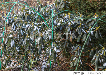 Winter Protection for Garden, winter shelter for garden plants, shelter rhododendrons Winter Protection for Garden, winter shelter for garden plants, shelter rhododendrons 136205723