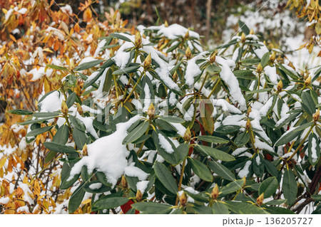 Rhododendron covered with frost and snow in winter 136205727