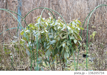 Winter Protection for Garden, winter shelter for garden plants, shelter rhododendrons 136205734