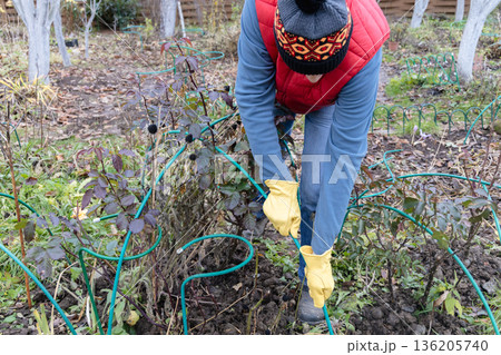Winter Protection for garden, winter shelter for garden plants, shelter rhododendrons 136205740