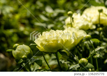 Paeonia, peony Lemon Chiffon blooms in the garden in summer Paeonia, peony Lemon Chiffon blooms in the garden in summer 136205770