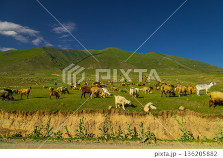 Large flock of sheep and goats grazing in mountain pasture in Kyrgyzstan 136205882