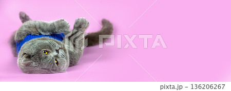 Portrait of funny blue British Shorthair cat in blue sweater lying on back on pink background. Horizontal banner Portrait of funny blue British Shorthair cat in blue sweater lying on back on pink background. Horizontal banner 136206267
