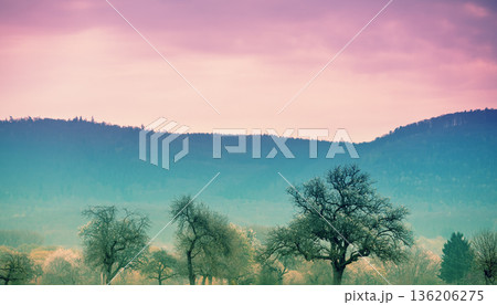 Blossoming fruit trees in the field against mountains. Spring nature background Blossoming fruit trees in the field against mountains. Spring nature background 136206275