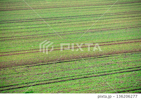 Top view of a wheat field in early spring. Rural nature background Top view of a wheat field in early spring. Rural nature background 136206277