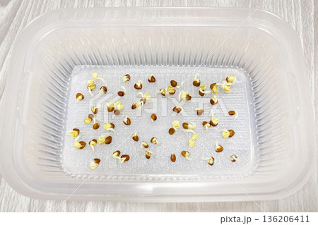 吸水するかいわれ大根の種  136206411