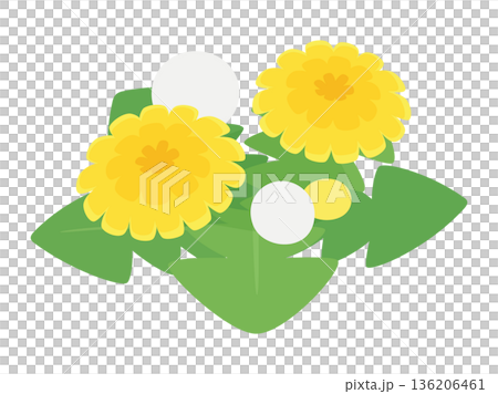 俯視視角下的可愛蒲公英插圖 136206461