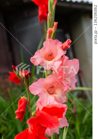 Gladiolus flowers bloom in shades of pink and red in a garden near a building. Green grass surrounds the tall flower stalks under sunny skies 136206862