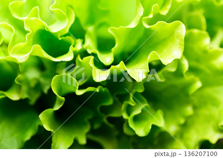 Detailed macro of curly lettuce salad greens Detailed macro of curly lettuce salad greens 136207100