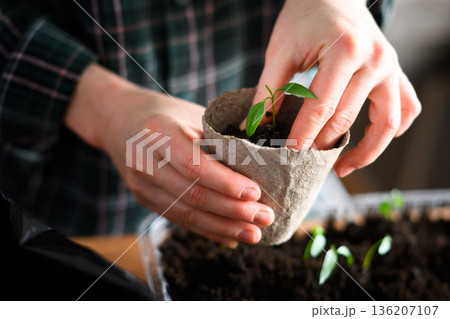Female hands holding young pepper plant in biodegradable pot 136207107