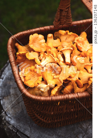 Golden chanterelle mushrooms filled in a rustic wicker basket Golden chanterelle mushrooms filled in a rustic wicker basket 136207148